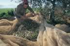 Raccolta delle olive (33kb)